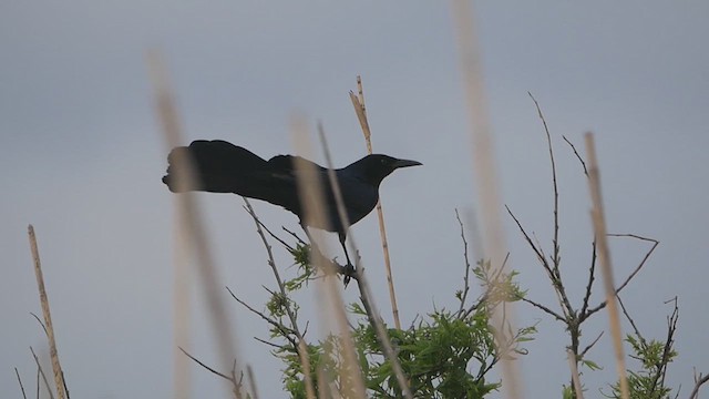 Boat-tailed Grackle - ML636075262