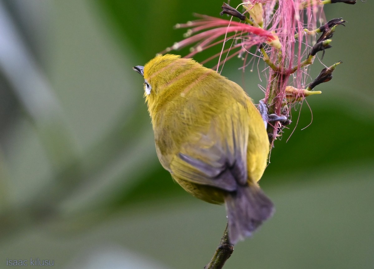Green White-eye - ML636075271