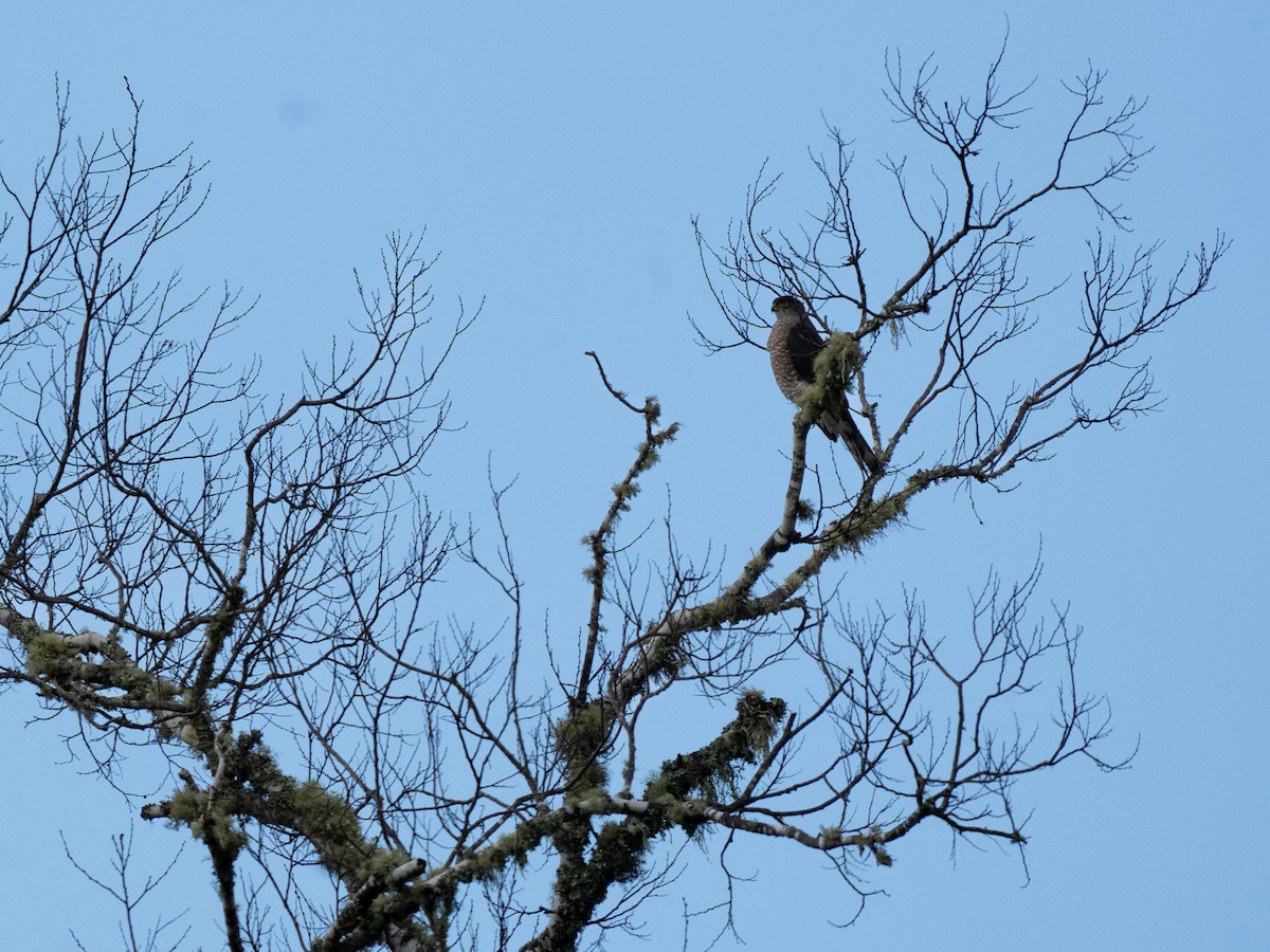Chilean Hawk - ML636075306