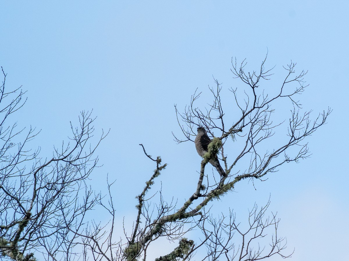 Chilean Hawk - ML636075309