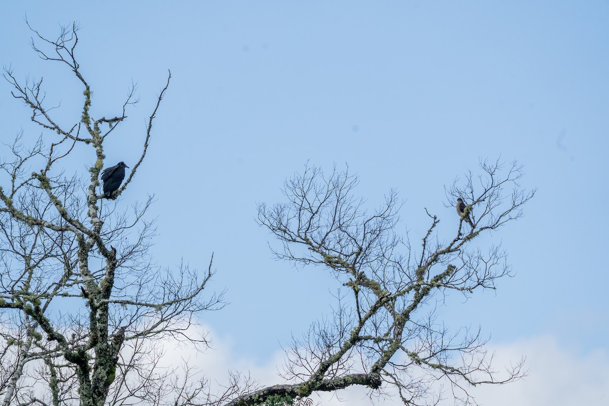 Chilean Hawk - ML636075317