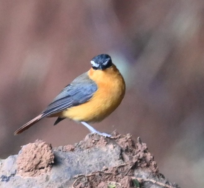 Gray-winged Robin-Chat - ML636075330