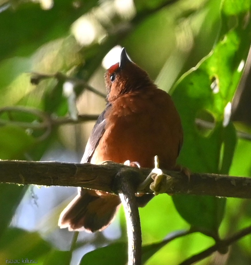 Jameson's Antpecker - ML636075363