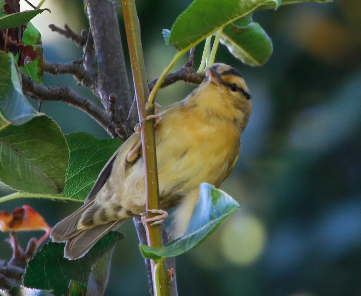 フタスジアメリカムシクイ - ML636075391