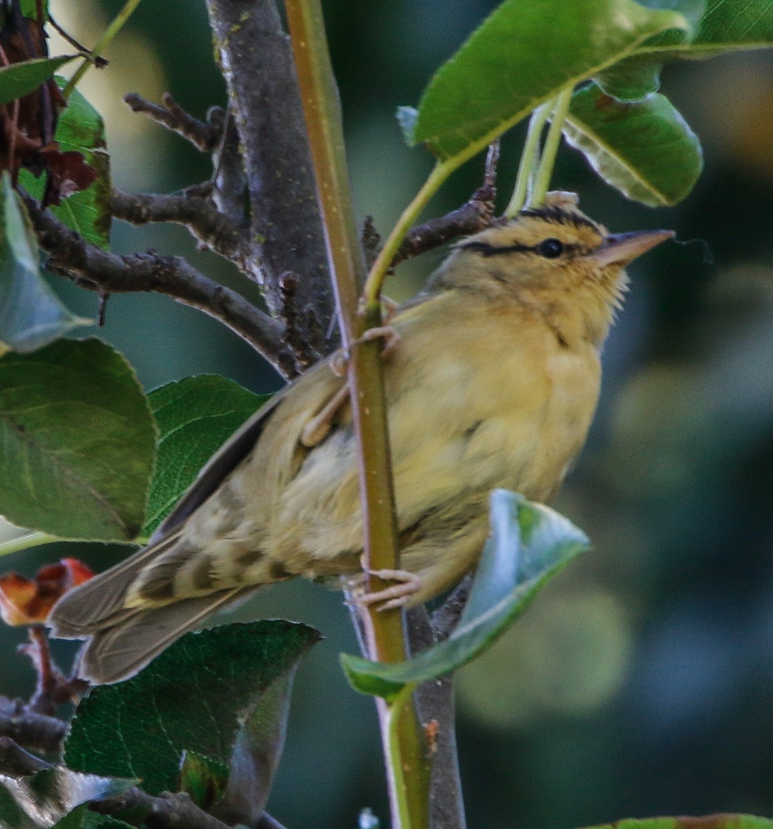 フタスジアメリカムシクイ - ML636075392