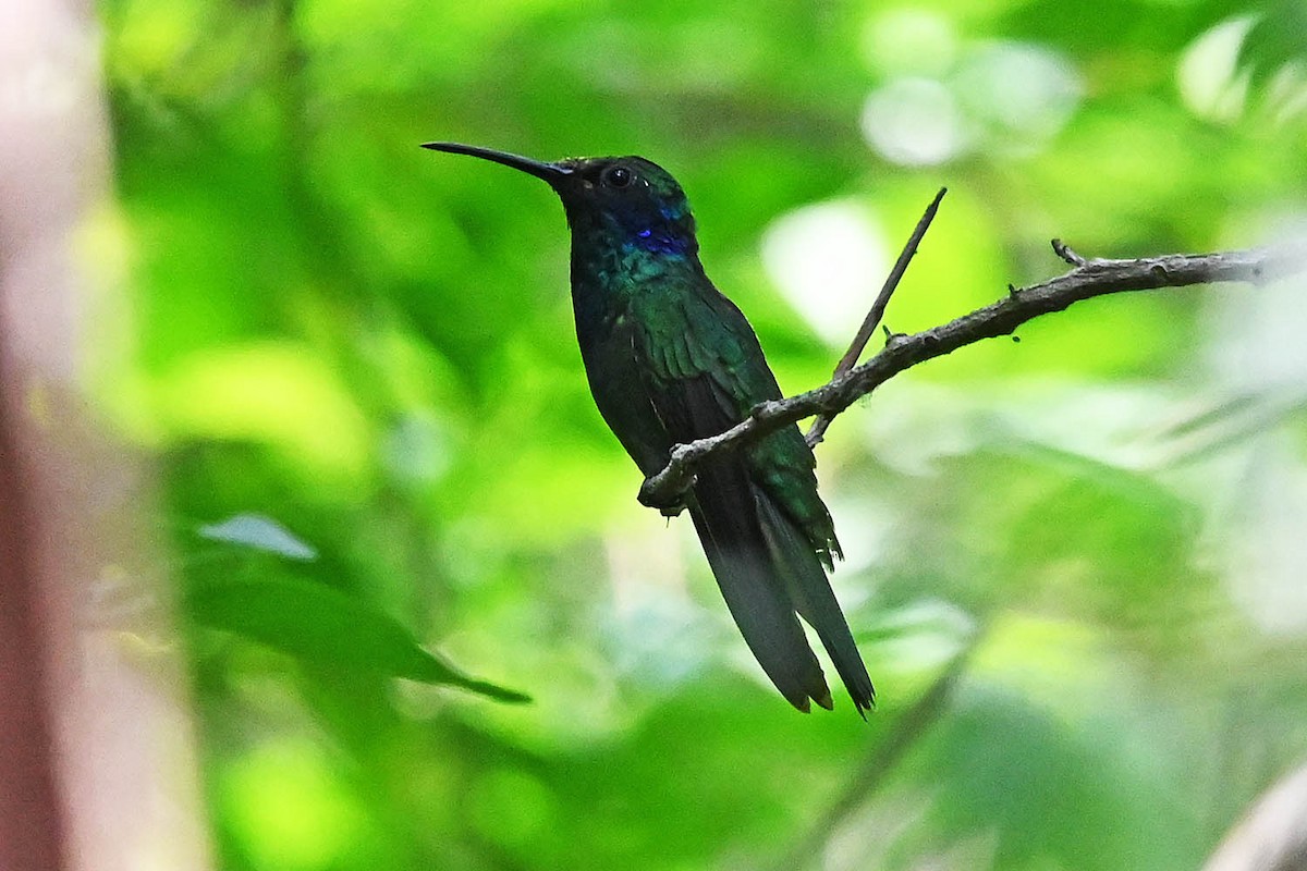 Mexican Violetear - ML636075508