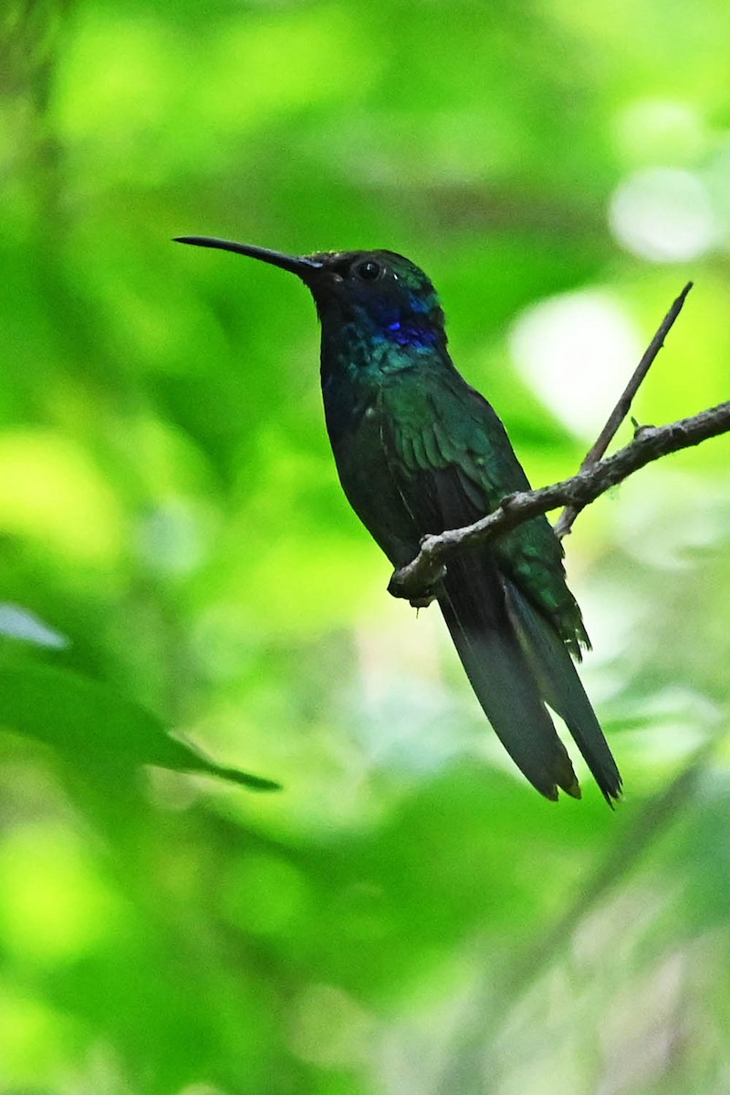 Mexican Violetear - ML636075510