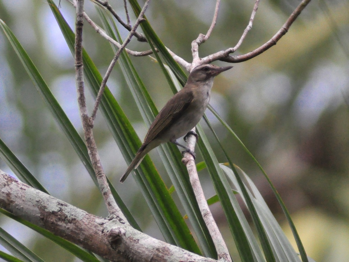 Black-whiskered Vireo - ML636075520