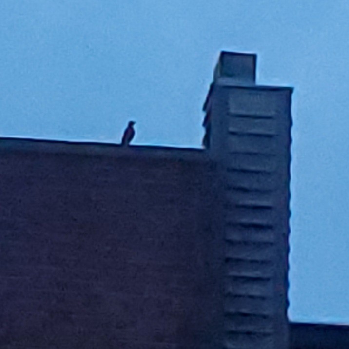 European Starling - ML636075559