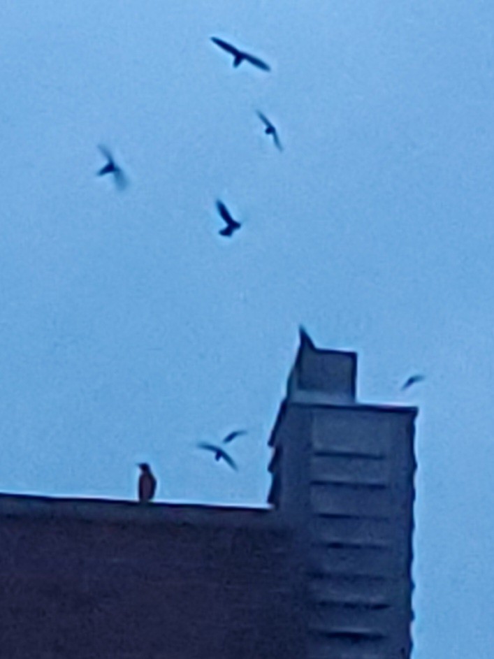 European Starling - ML636075560