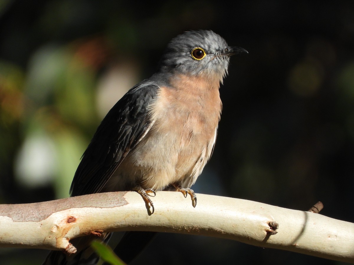Fan-tailed Cuckoo - ML636075620