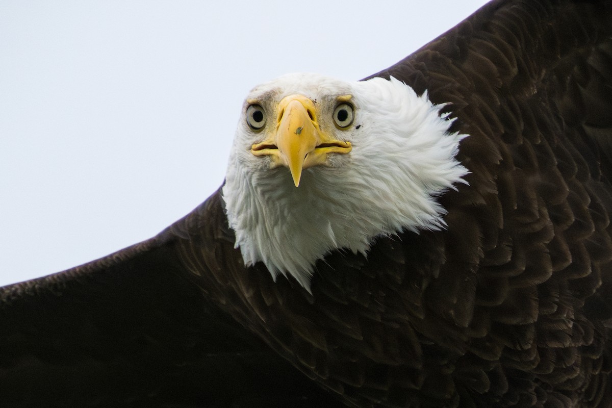 Bald Eagle - ML636075625