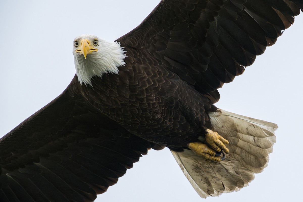 Bald Eagle - ML636075632