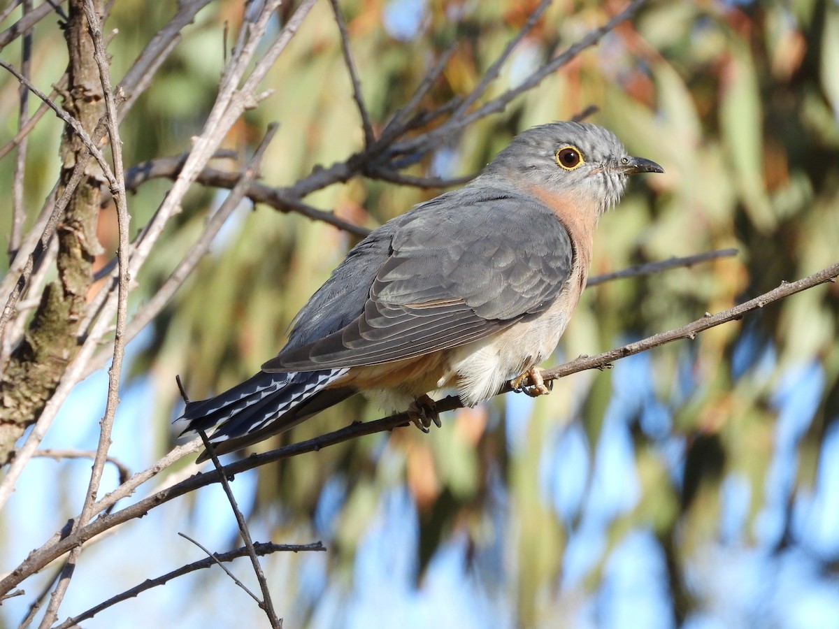 Fan-tailed Cuckoo - ML636075671