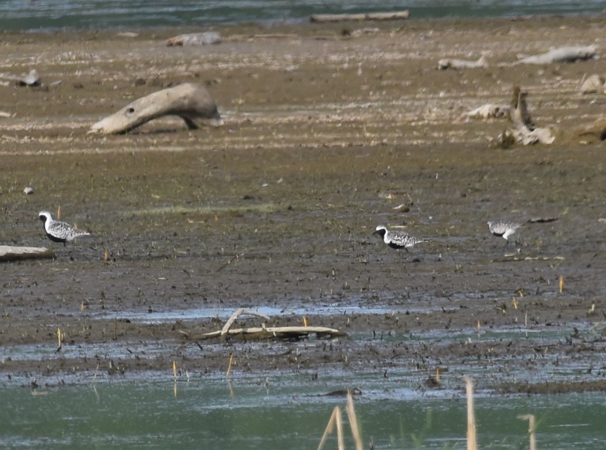 Black-bellied Plover - ML636075674
