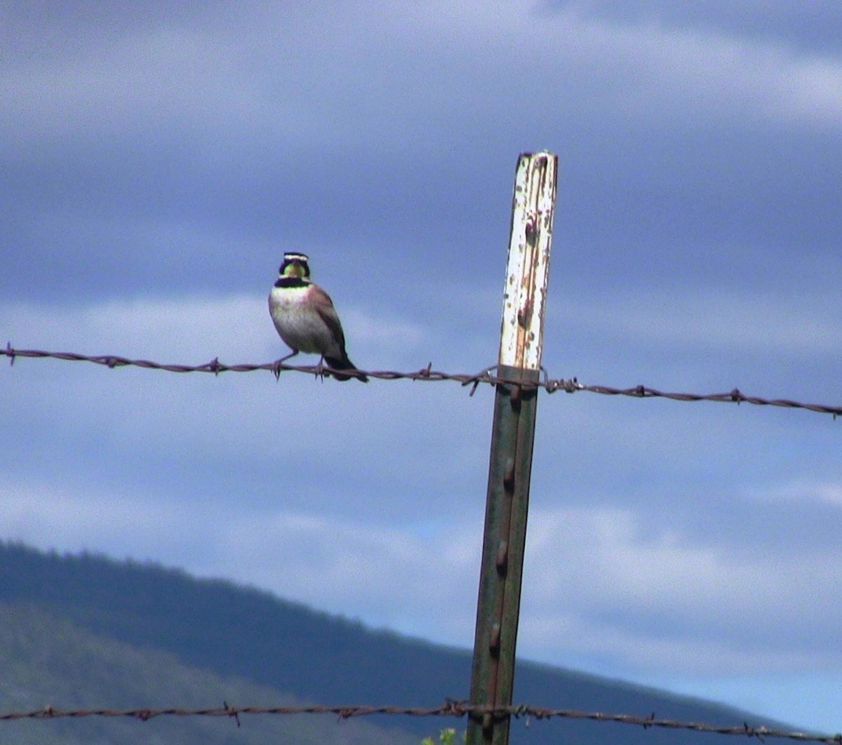 Horned Lark - ML636075742
