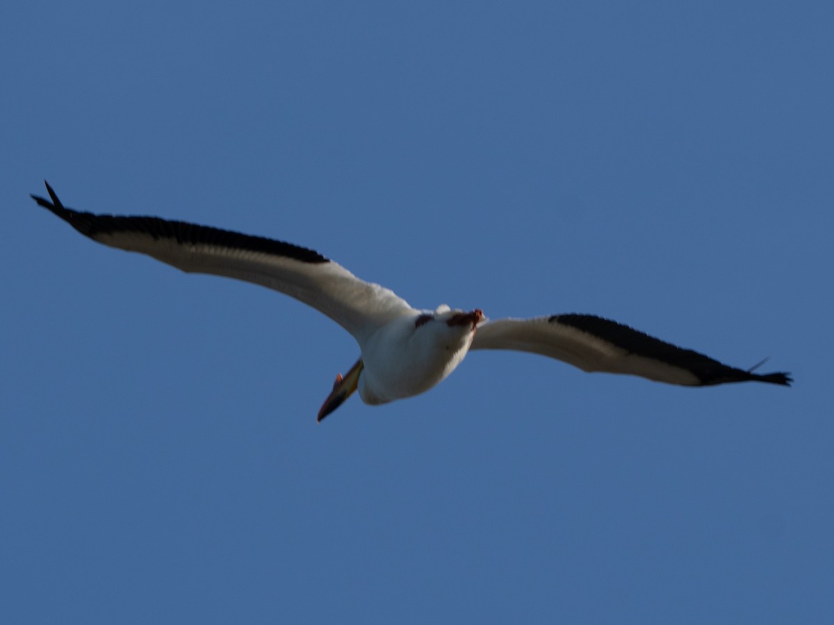 American White Pelican - ML636075754