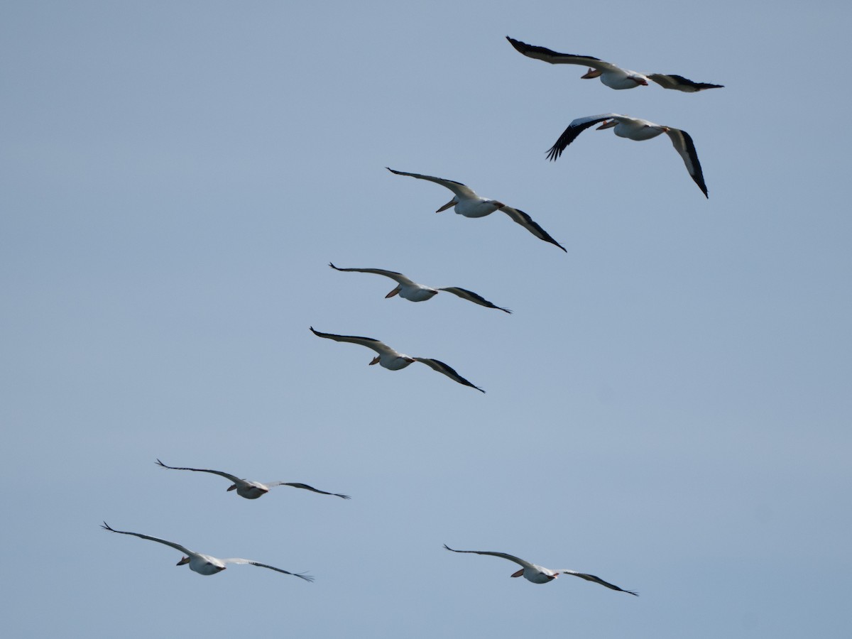 American White Pelican - ML636075755