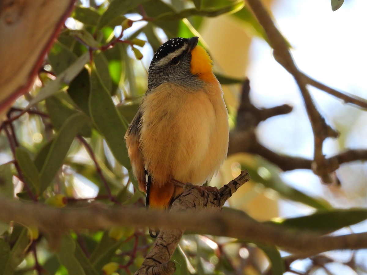 Spotted Pardalote - ML636075781