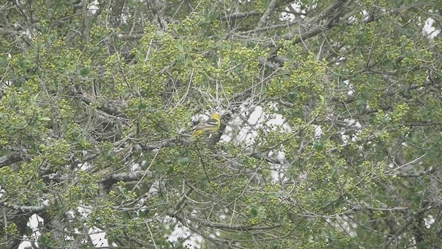 Western Tanager - ML636075813