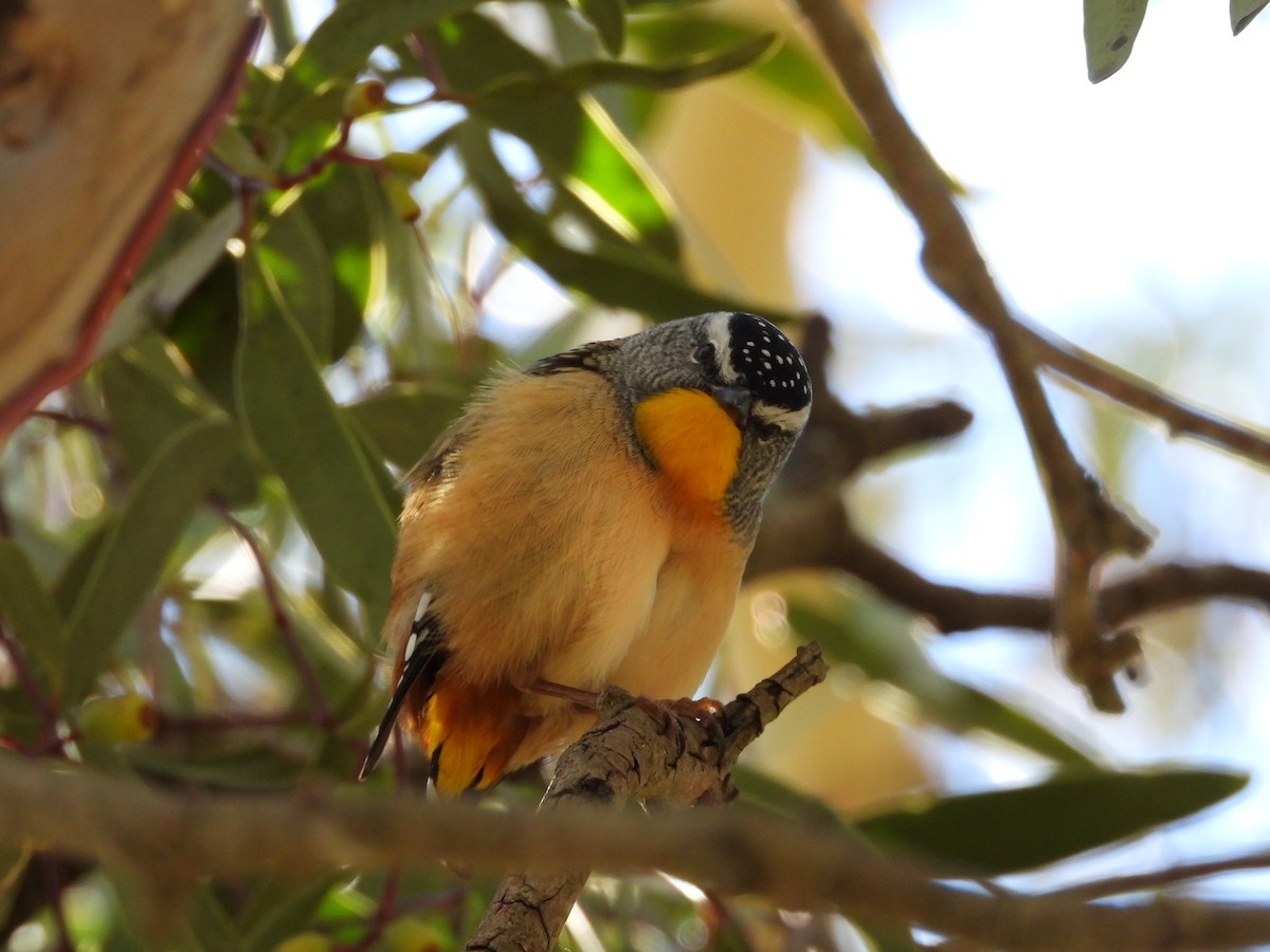 Spotted Pardalote - ML636075901