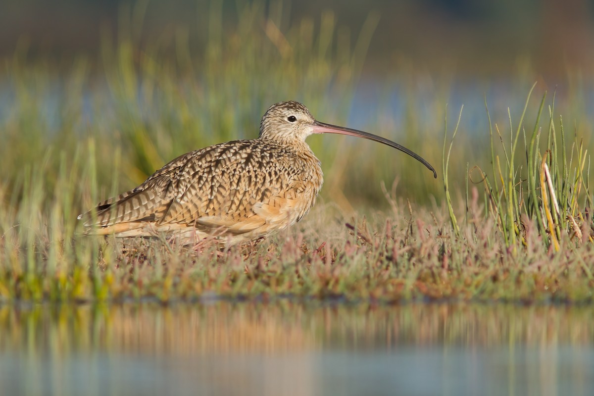 Long-billed Curlew - ML636075912