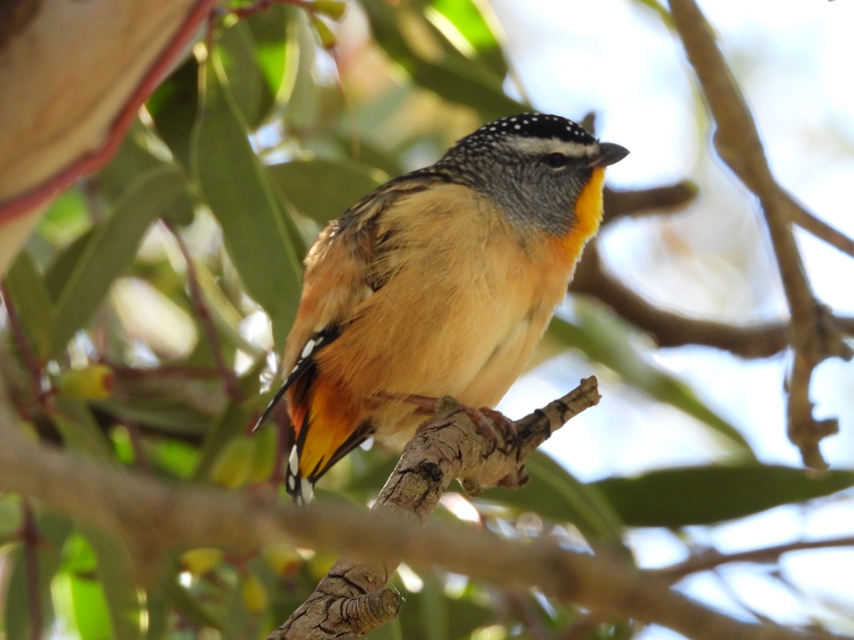 Spotted Pardalote - ML636075957