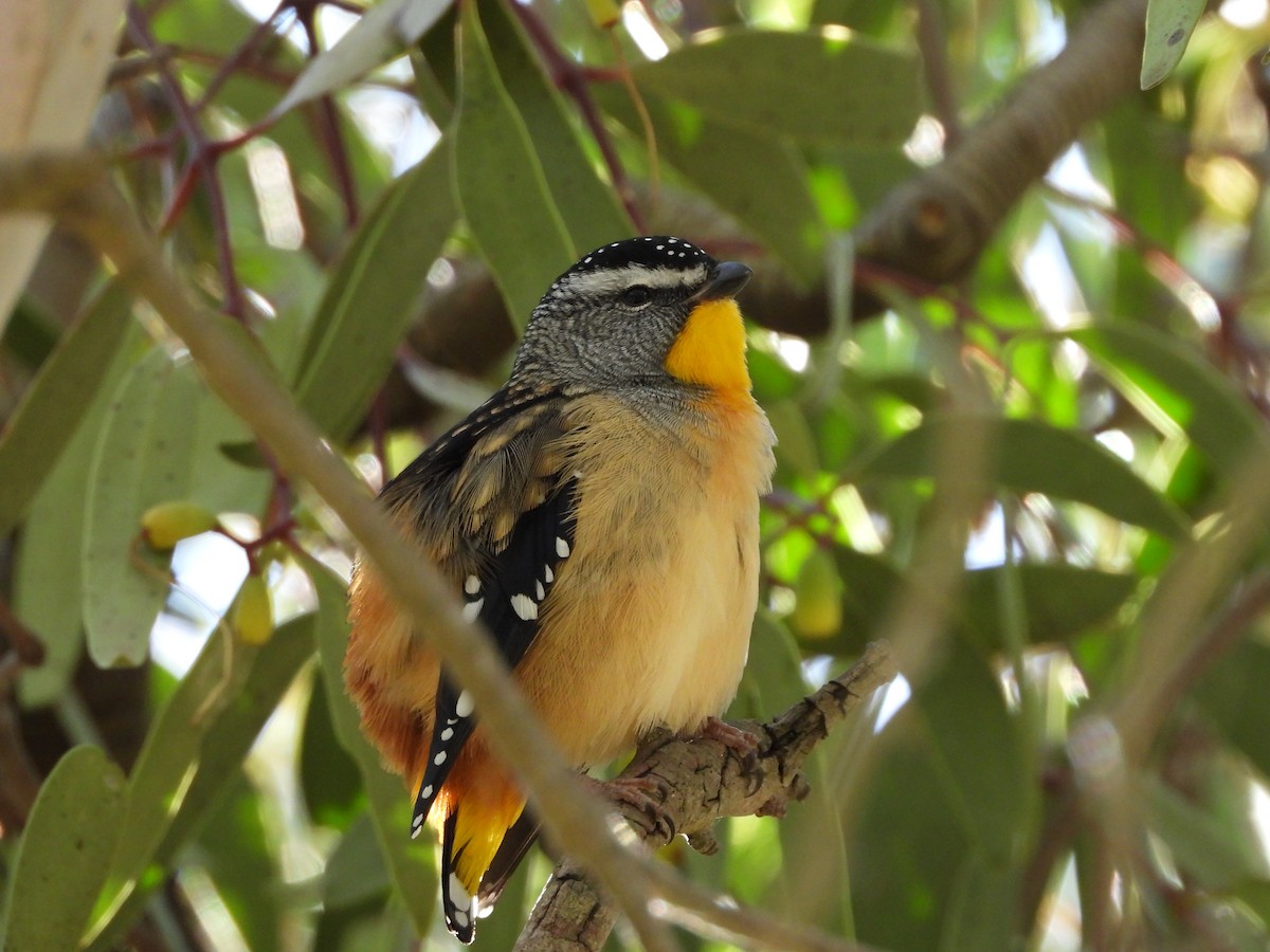 Spotted Pardalote - ML636076008
