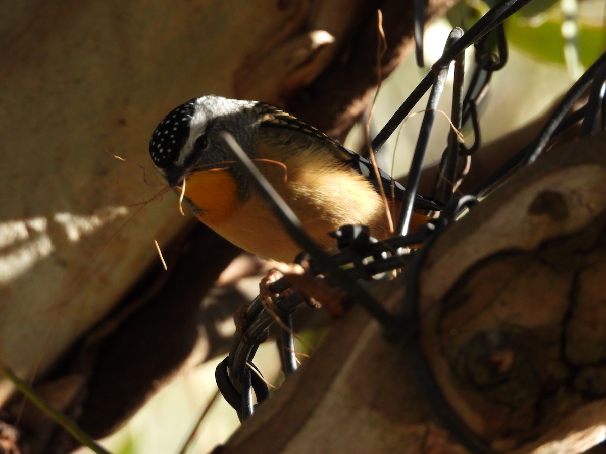 Spotted Pardalote - ML636076068