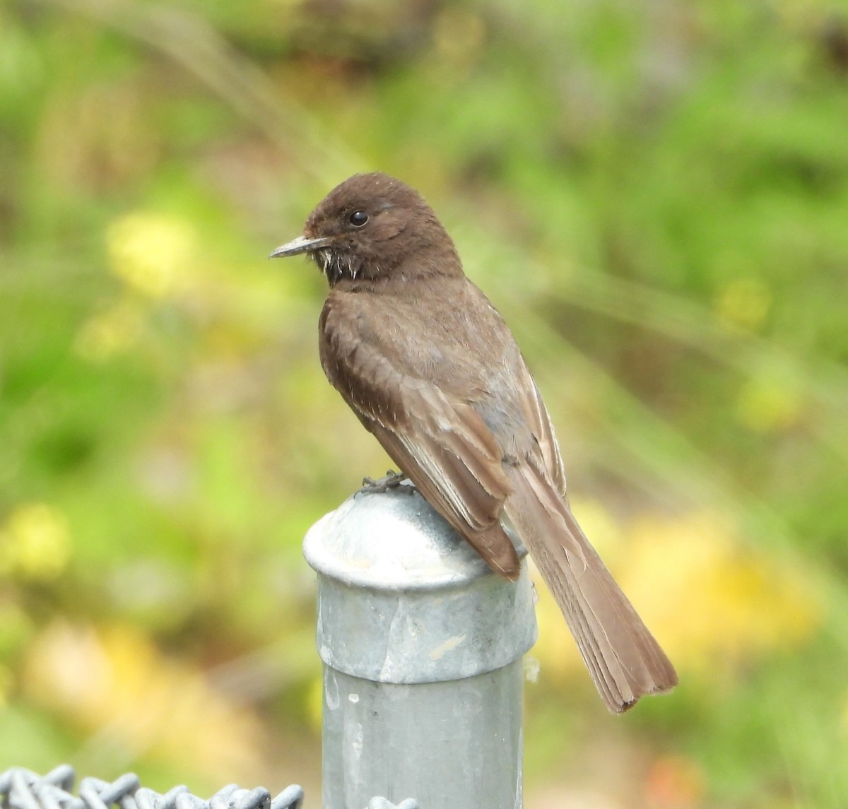 Black Phoebe - ML636076116