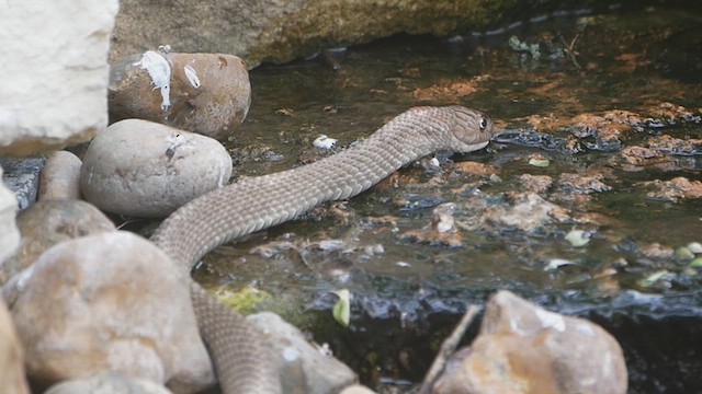 Eastern Coachwhip - ML636076139