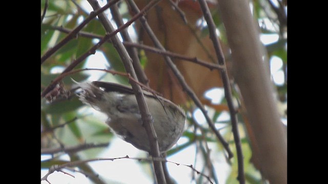 White-crested Elaenia - ML636076200