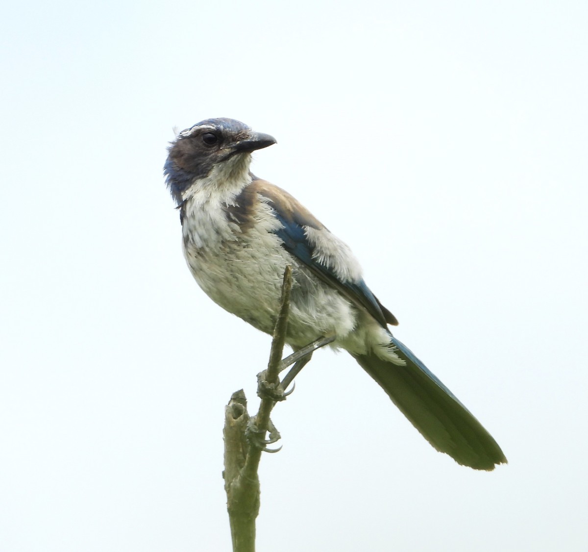 California Scrub-Jay - ML636076239