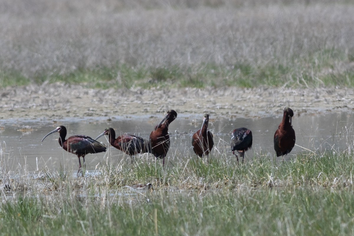 White-faced Ibis - ML636076242