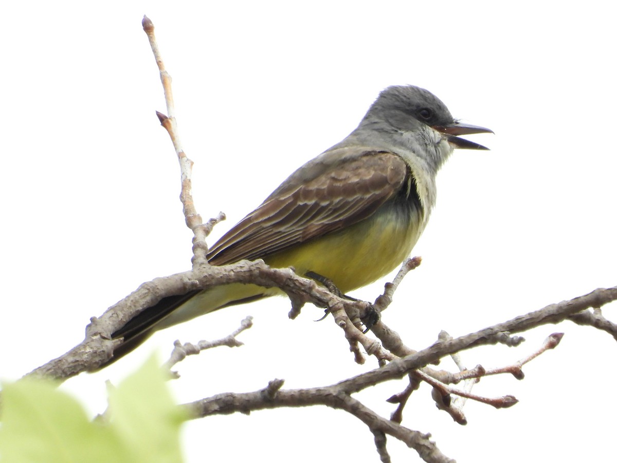 Cassin's Kingbird - ML636076251