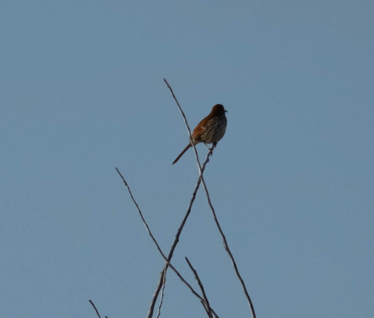 Brown Thrasher - ML636076265