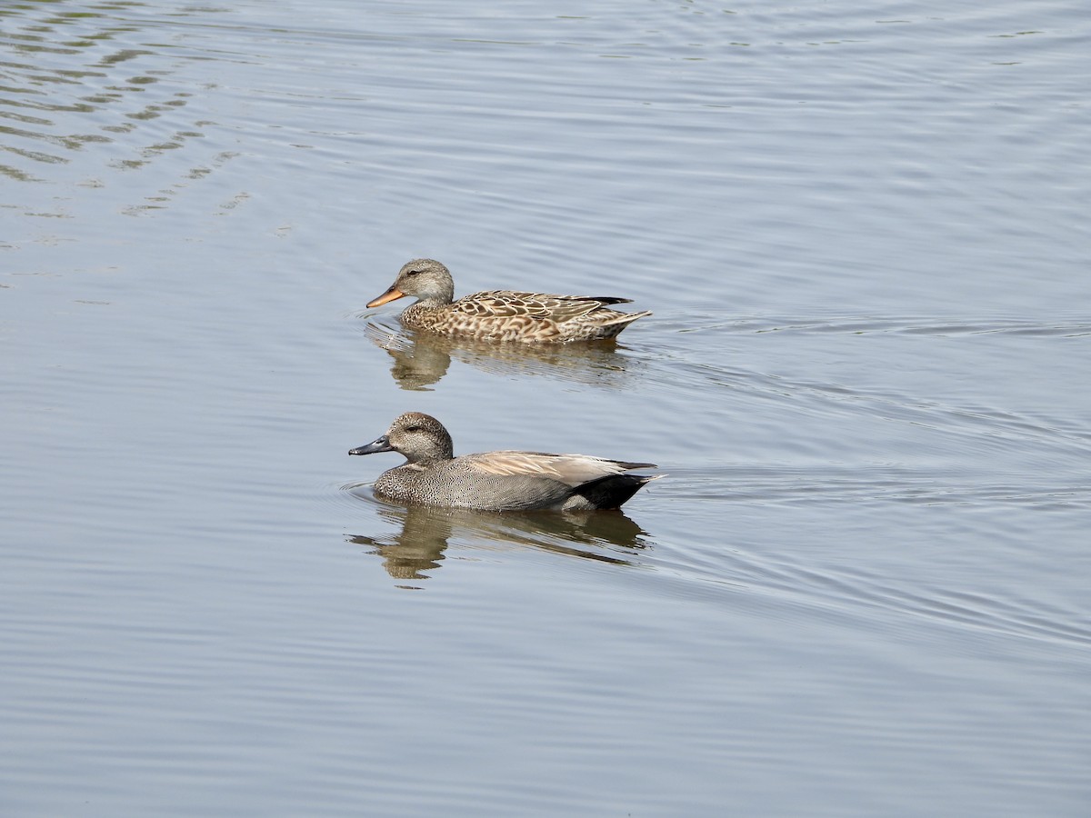 Canard chipeau - ML636076276