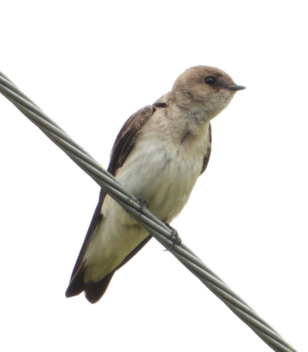 Northern Rough-winged Swallow - ML636076295