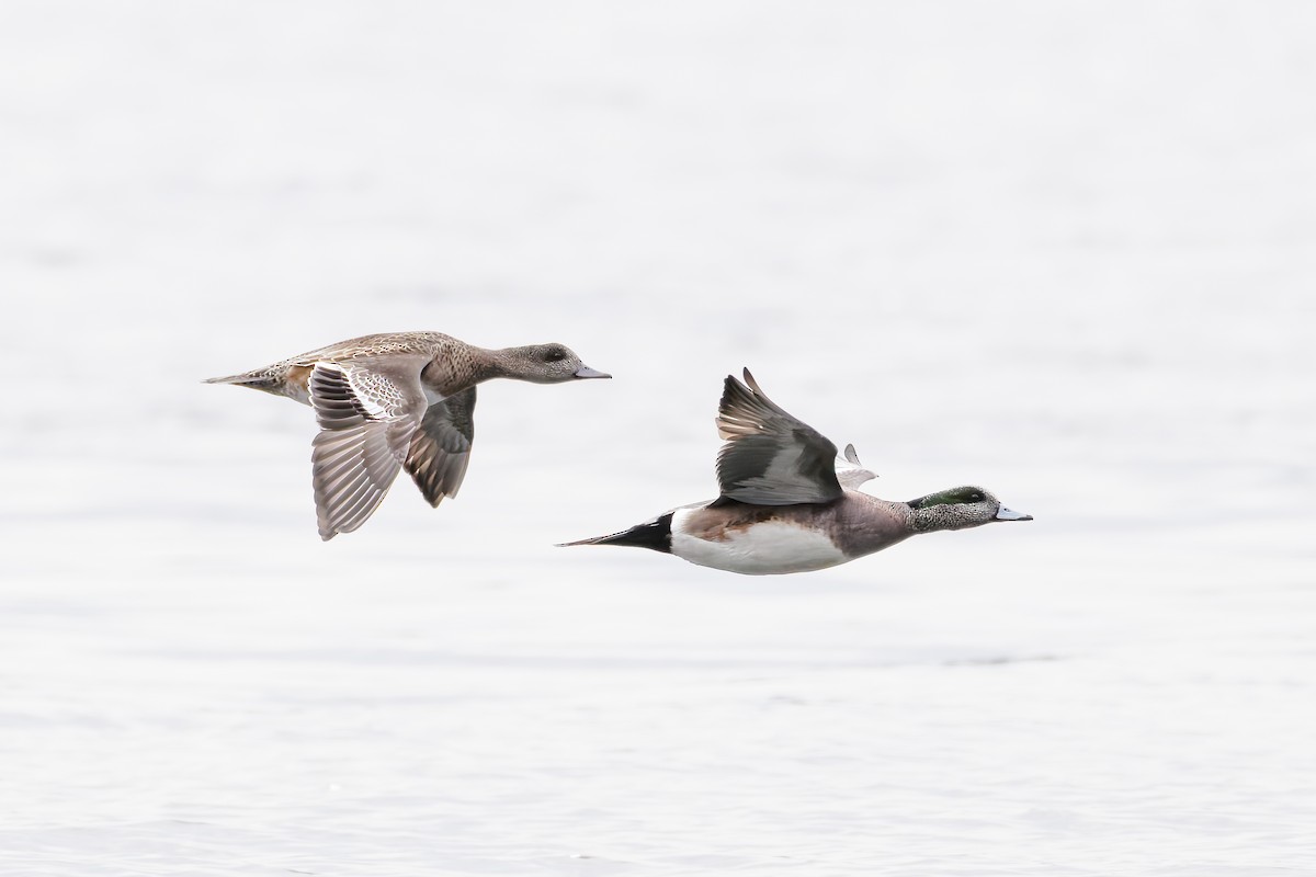 American Wigeon - ML636076304