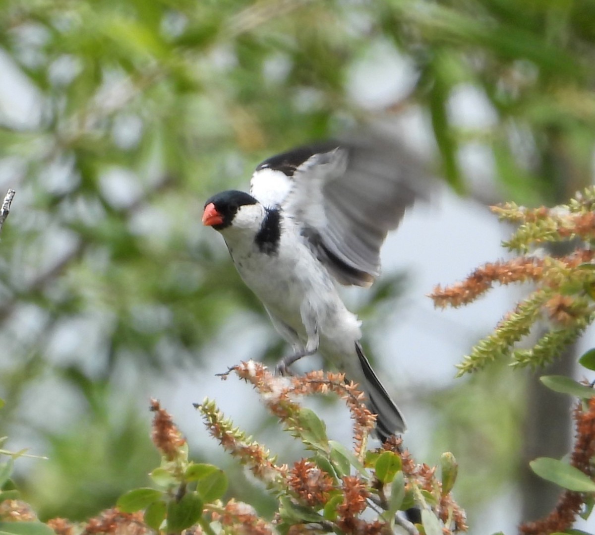Pin-tailed Whydah - ML636076370