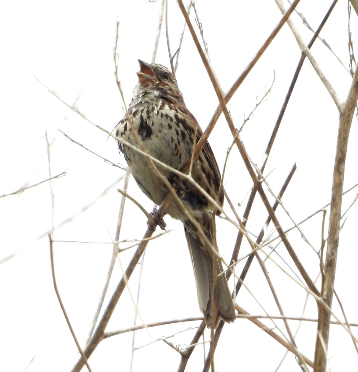 Song Sparrow - ML636076443