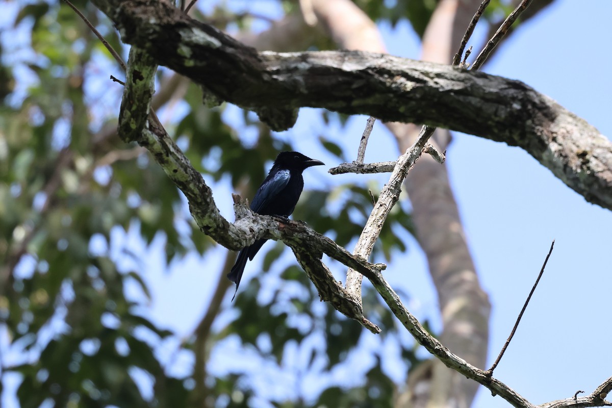 Palawan Drongo - ML636076508