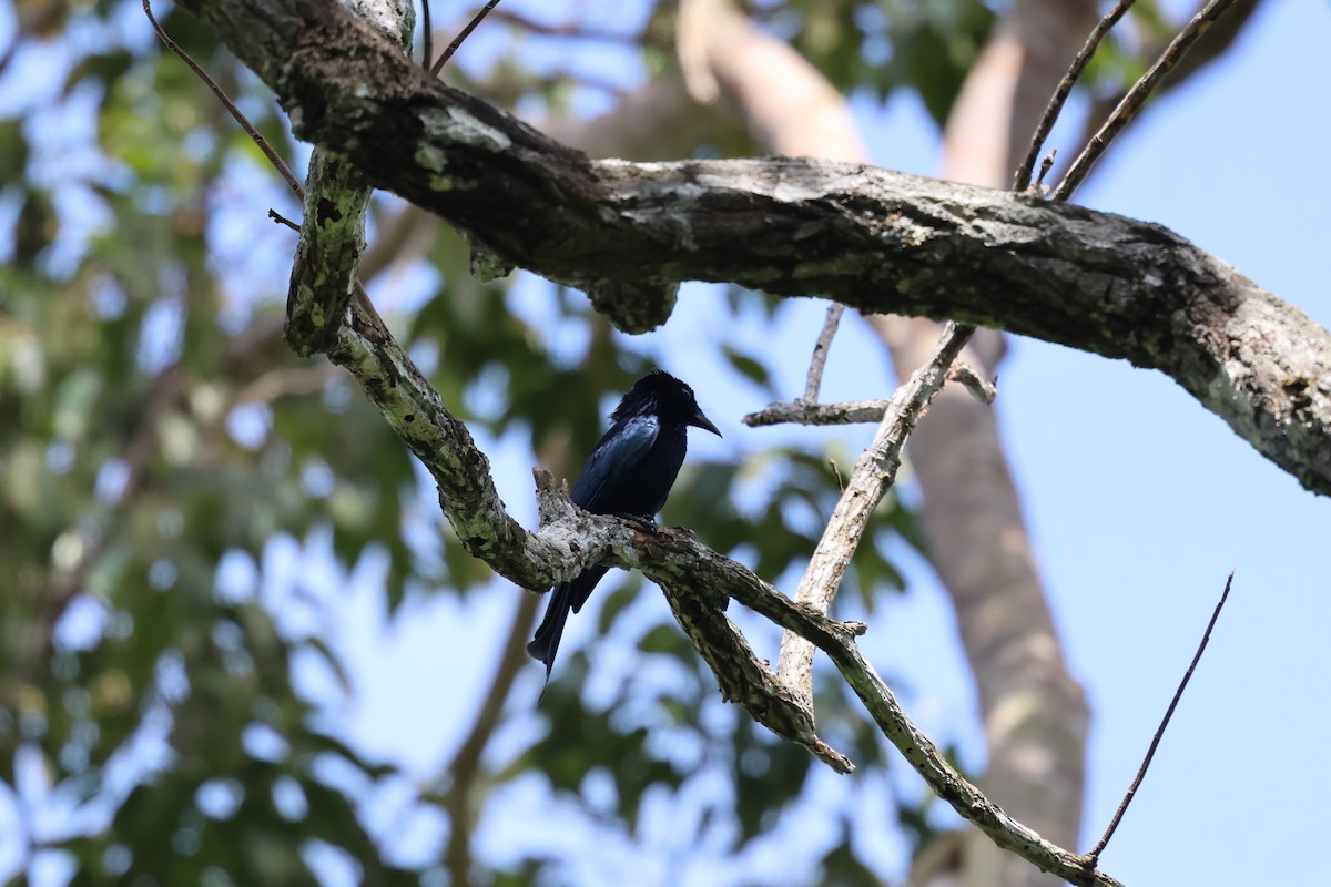 Palawan Drongo - ML636076517