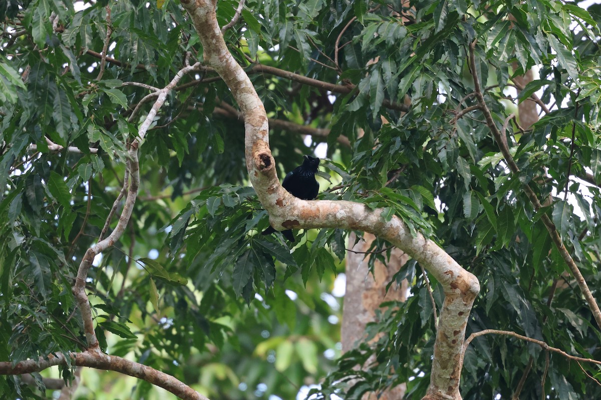 Palawan Drongo - ML636076539