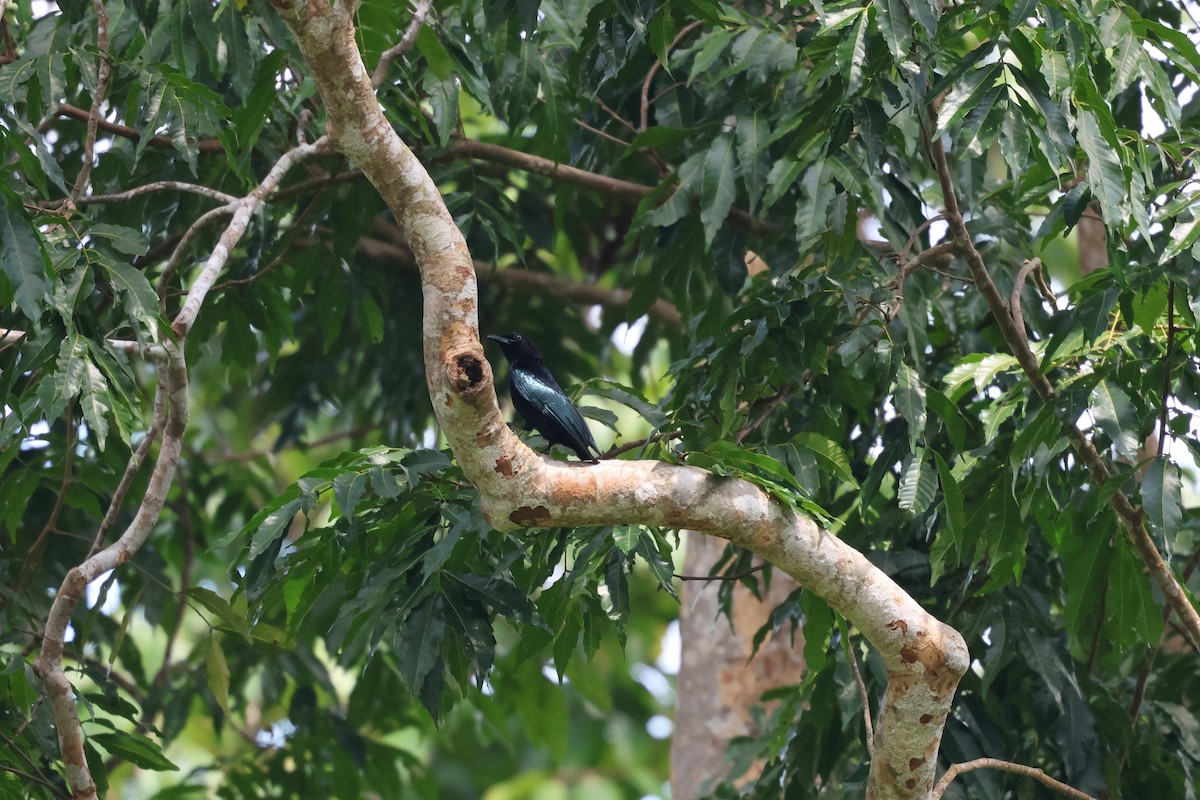Palawan Drongo - ML636076556