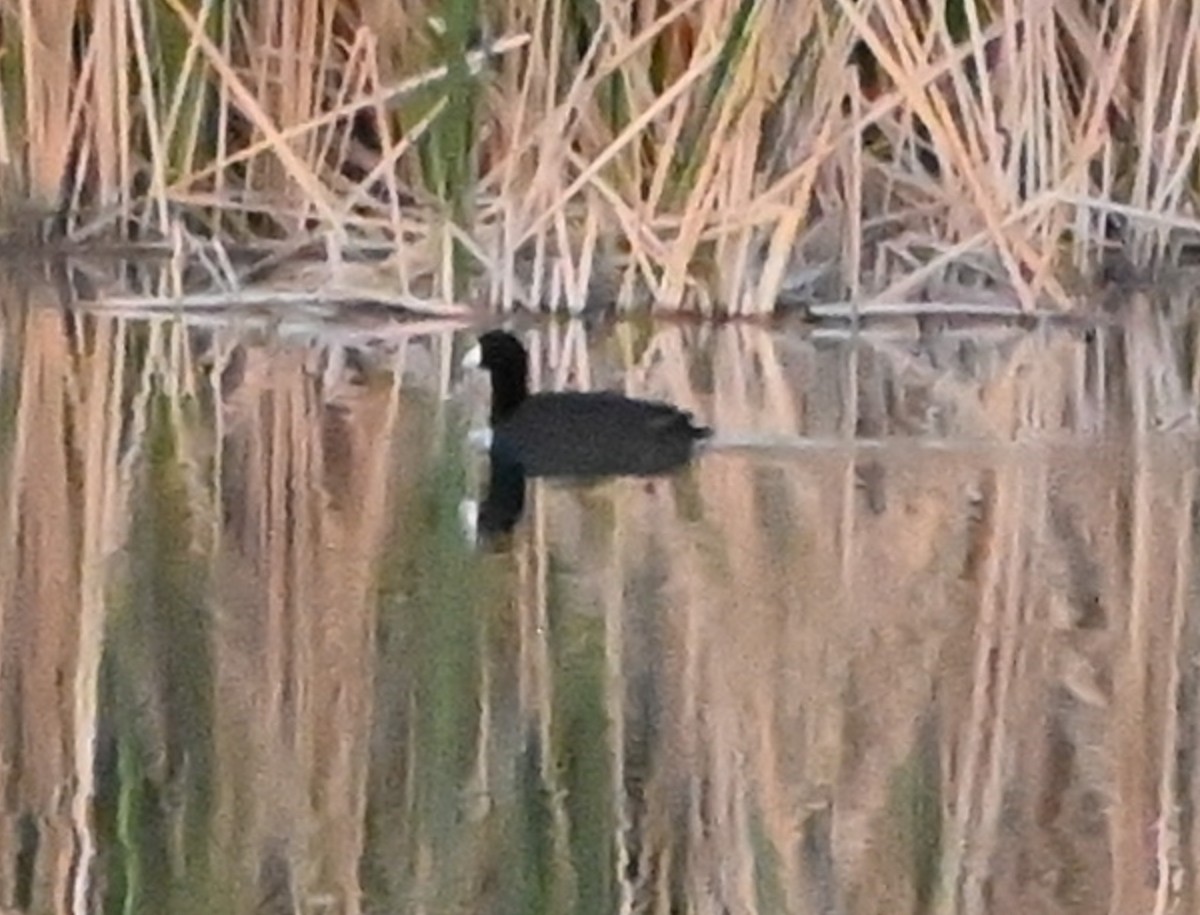 American Coot - ML636076692