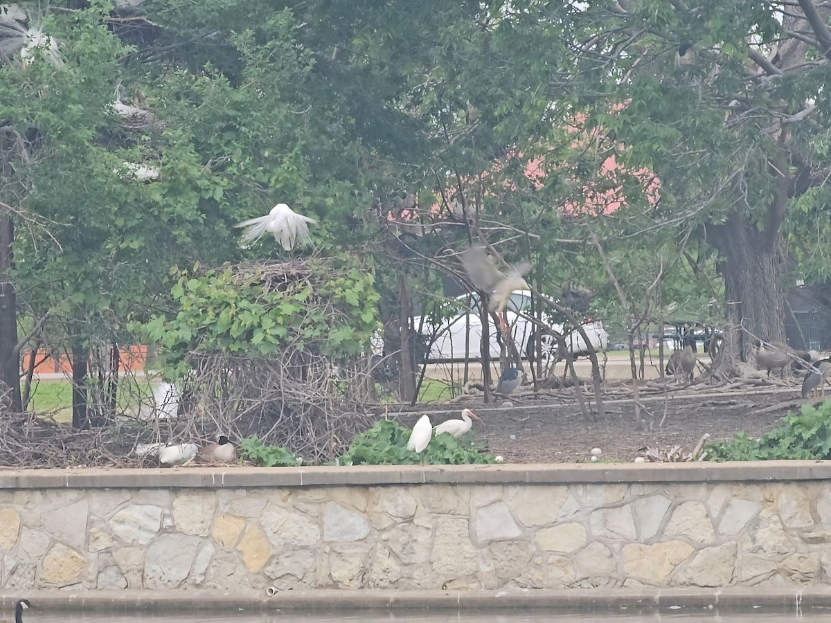 White Ibis - ML636076754