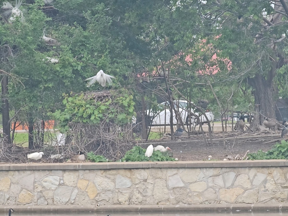 White Ibis - ML636076755