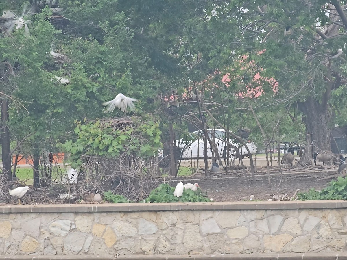 White Ibis - ML636076759