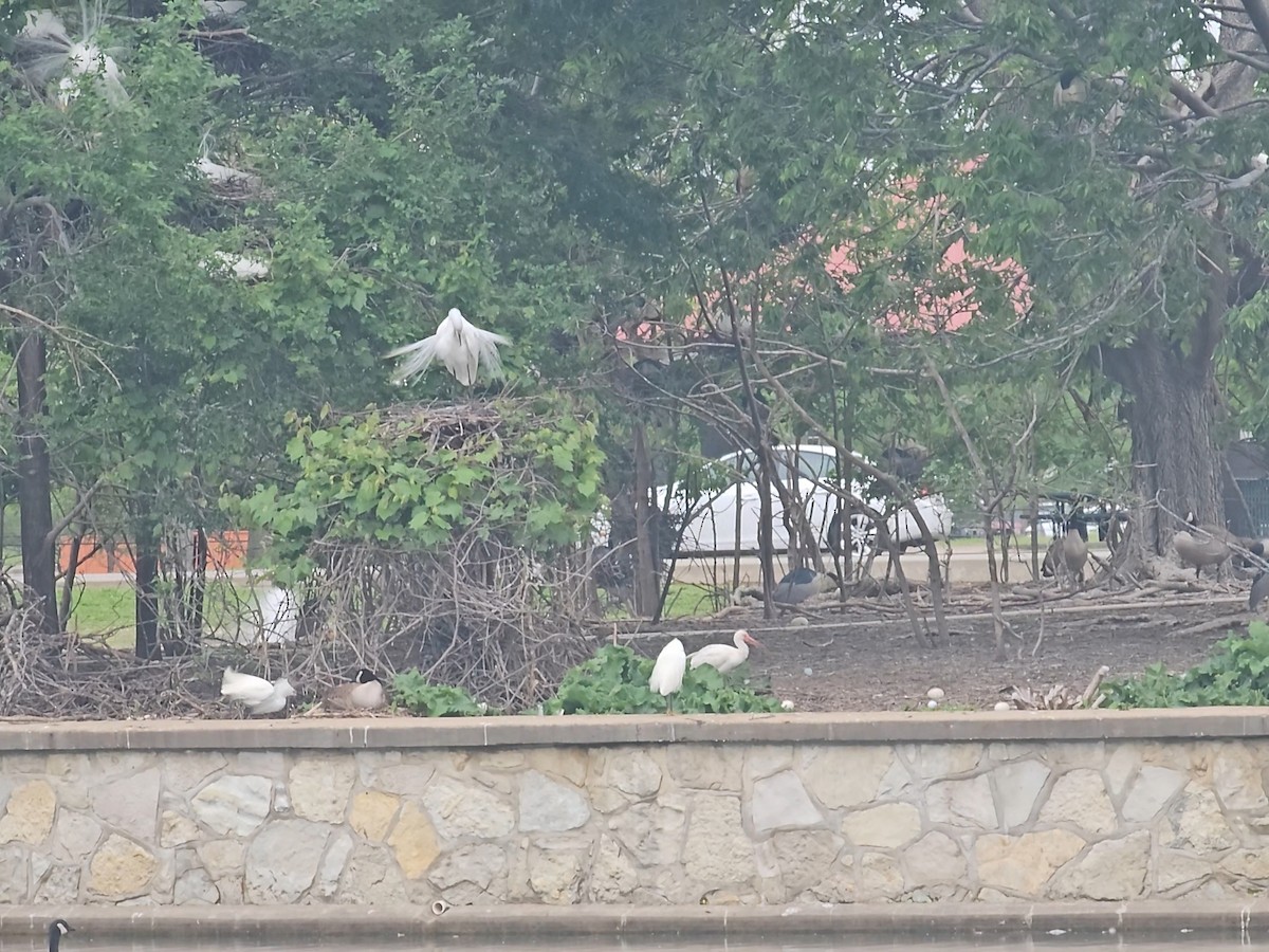 White Ibis - ML636076761